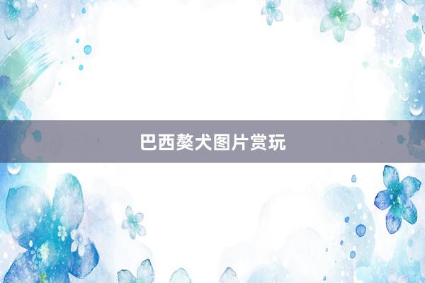 巴西獒犬图片赏玩
